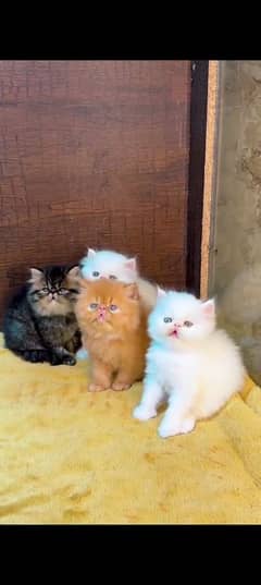 Persian cat for sale male female vaccine clear 0329/35/56/132/
