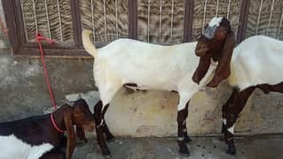 Qurbani 2025