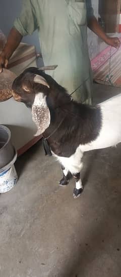 qurbani