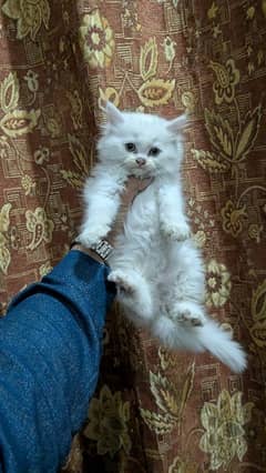 Persian kittens