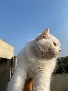 Fancy Cat