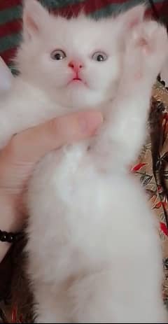 Cat For sale