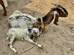 Bakri with baby