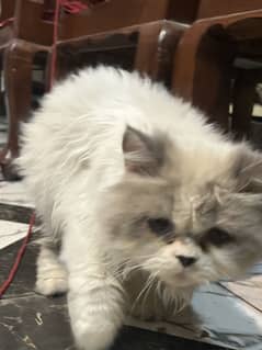 Persian kitten 3 month punch face