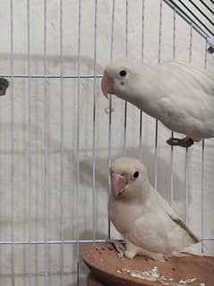 love birds pair