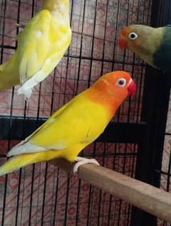 love birds breeder pairs