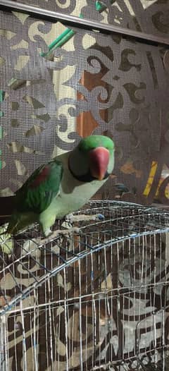 Raw parrot for sale