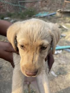 For sale