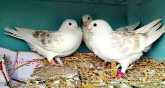 Fancy and Beautiful Irani Pigeon
