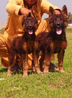 German Shepherd payer 3 months for sale