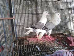 Megpai gubara pegion pair available.