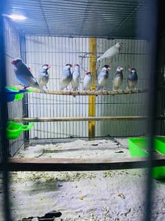 Java
