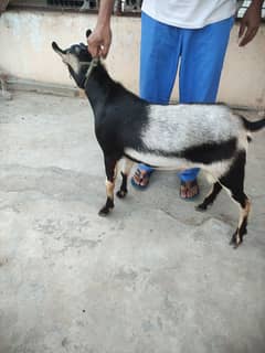 Bakra