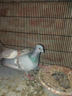 breeder pair for sale