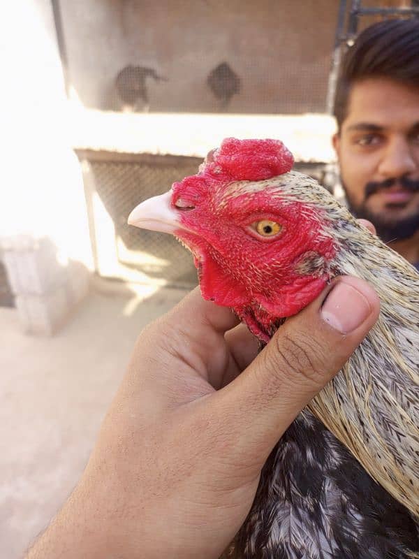 kana jawa murgha for sale 1