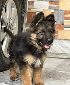 German