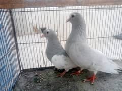 kasni khal chup male gulier female