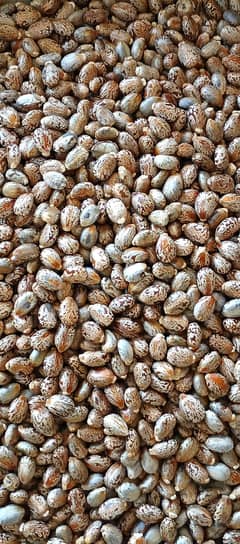 Castor Seeds, Arind, harnoli, rind