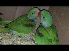 Kashmiri Raw baby chick | Parrot chicks | Hand tame Parrot | talking