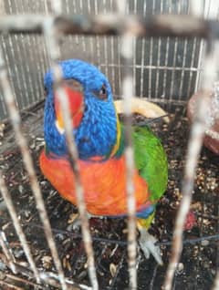 Rainbow lorikeet parrot