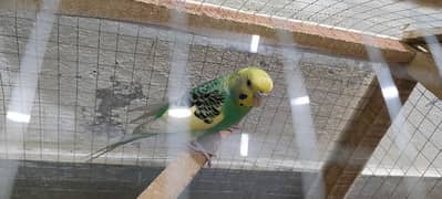 parrot with cage / pinjra