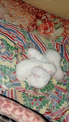 3ripal cot beautiful kittan persion bread
