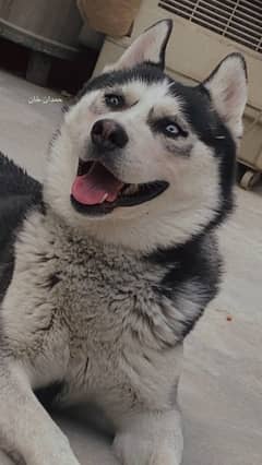 Siberian husky