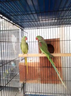 RAW BREEDER PAIR.