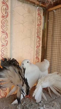 beautiful fancy pigeons