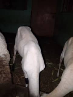 10 mahina ka dumba ha our 2 dant ki dumbe ha bumbe lagi we ha