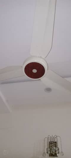 02 Royal Calling Fan .