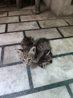 2 kitten cats available for adption