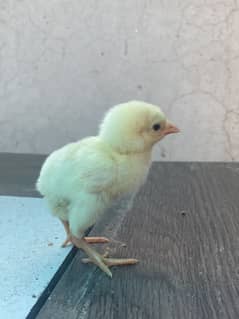 Heera Aseel Chicks