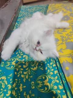 Persian kittens peke bloodline