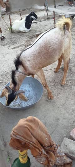 beautiful goat