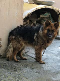 German shepherd Long coat  1 year 8 months age