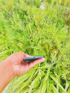 iphone 7 plus pta