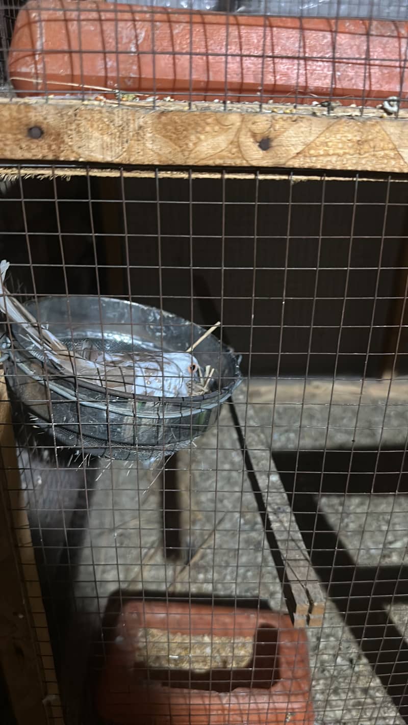 Fawn java confirm breeder pairs 0