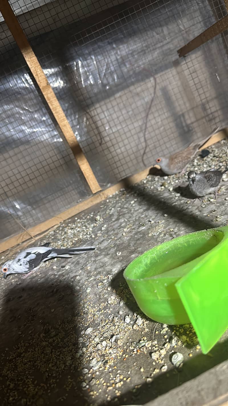 Fawn java confirm breeder pairs 2