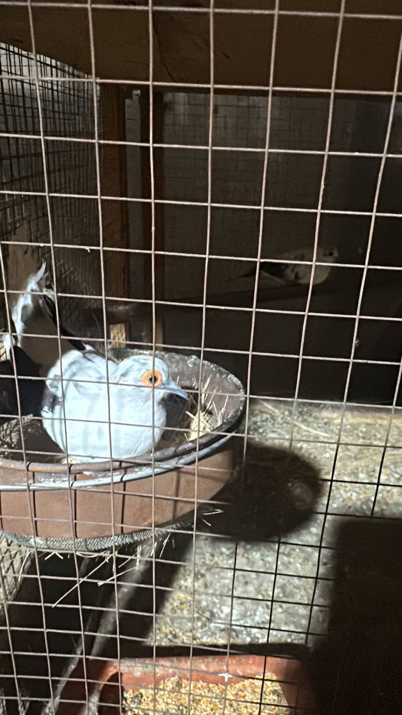 Fawn java confirm breeder pairs 3