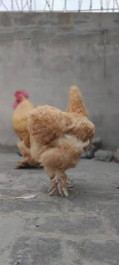 golden buff hens female