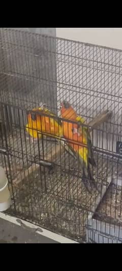 breeder pair