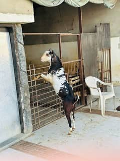 bakra