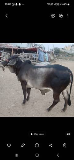 Cow Geni Bachiya