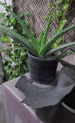 Aloe vera plants