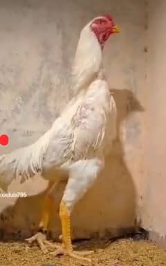 white Shamo chicks