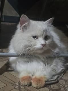 one eye blue and one eye red white cat