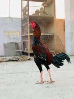Aseel Mianwali High Quality Pair For Sale