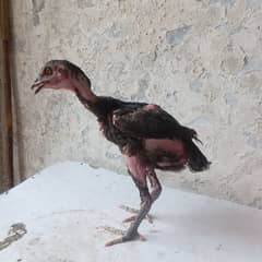 thai bannet chicks good qualtiy 0301/4422/538