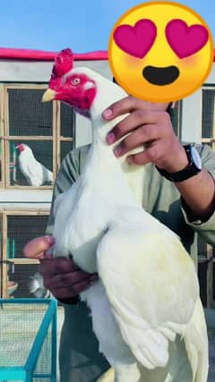 hira